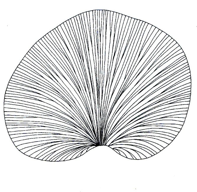 Cyclopteris
